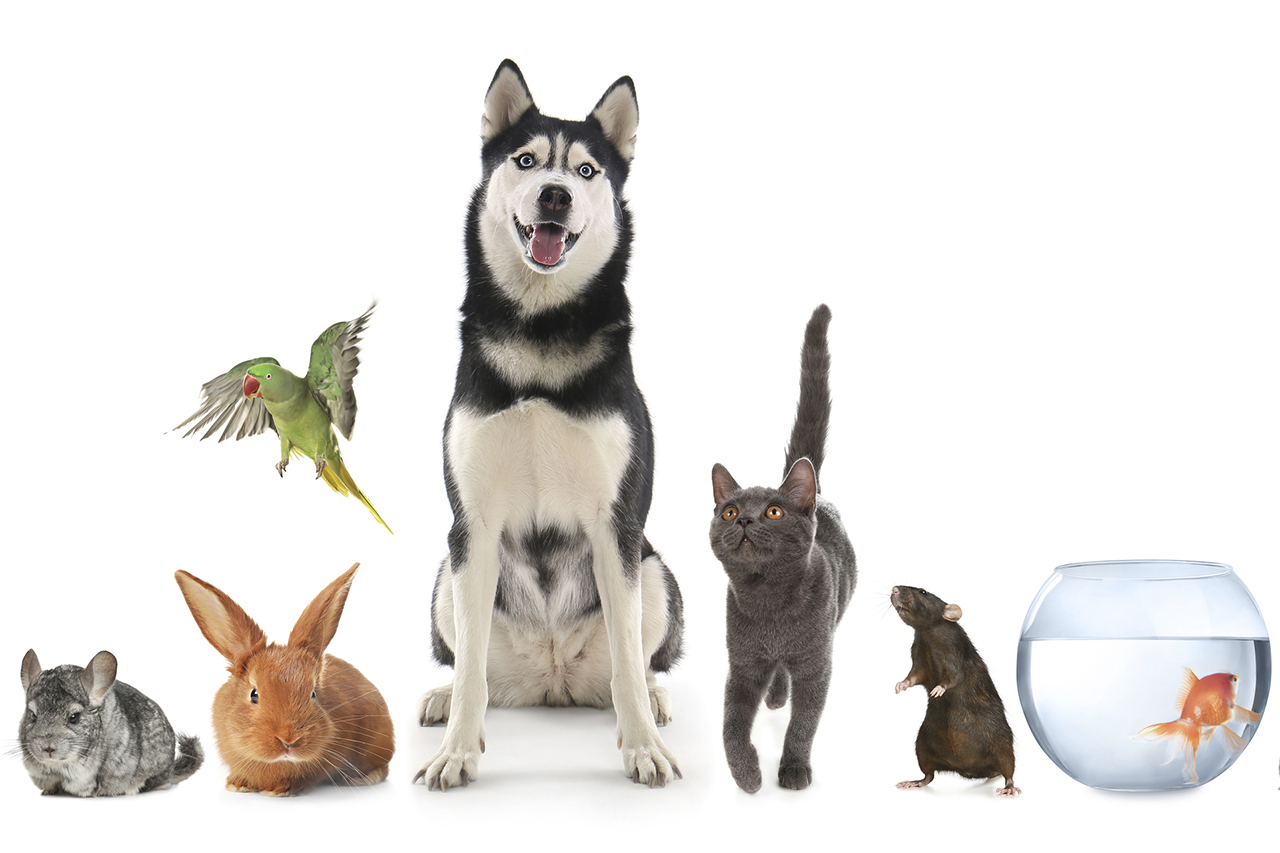 Pets: More than Man’s Best Friend