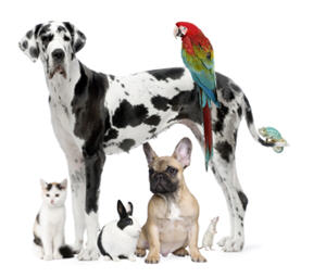 pets and mental health